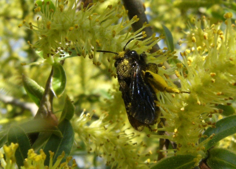 Imenottero nero di media grandezza: Andrena cfr morio